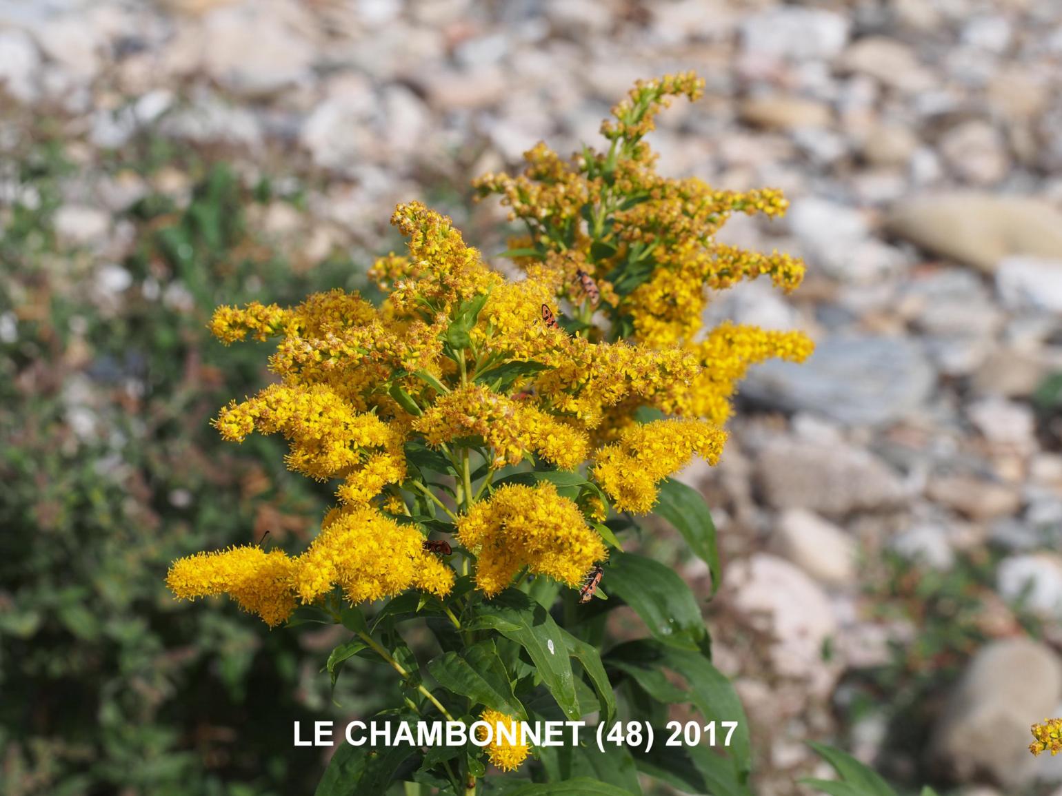 Golden Rod, Giant